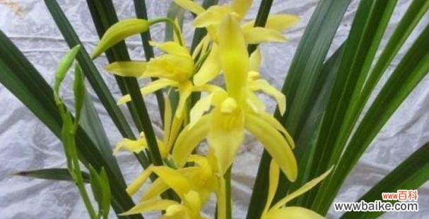 探秘兰花的美与内涵 兰花的象征意义及文化价值