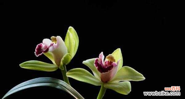 解读兰花的美丽与深意 兰花的寓意和象征