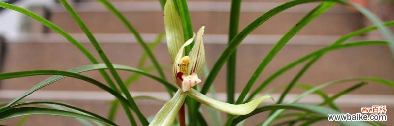 唯美花卉中的灵动之语 兰花的寓意与象征意义