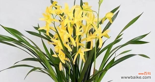 从寓意到实践 兰花之美——象征与养殖的完美结合