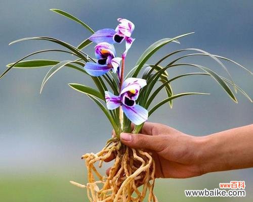 从寓意到实践 兰花之美——象征与养殖的完美结合