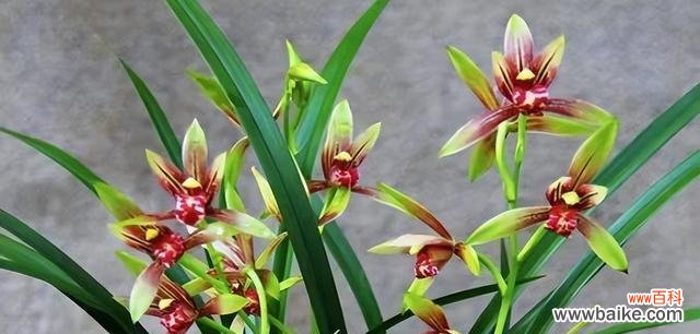 探索兰花的内涵与象征意义 兰花花语与寓意