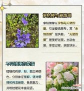 紫白色花的意义？在花艺设计中扮演什么角色？