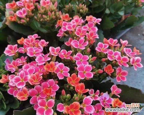 单瓣长寿花的意义是什么？它的花语有何特别之处？