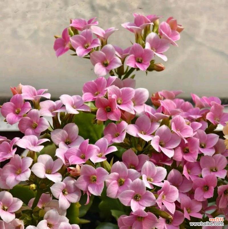 单瓣长寿花的意义是什么？它的花语有何特别之处？