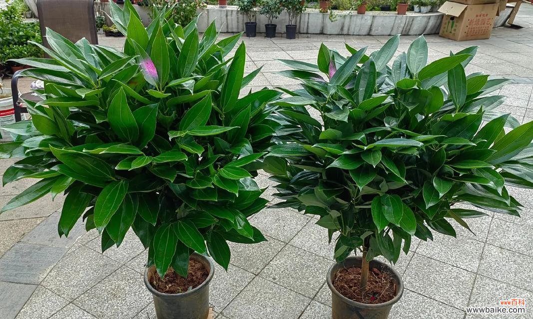 哪些树上的花象征平安？