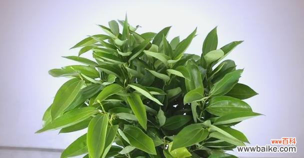 哪些树上的花象征平安？