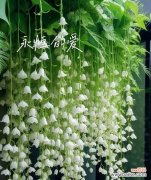 浪漫花语是什么意思？惠纲花语有何寓意？