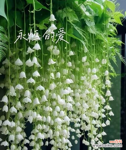 浪漫花语是什么意思？惠纲花语有何寓意？