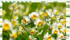 百花吉祥寓意的含义是什么？