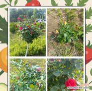 大连四季花语有哪些？大连季节花语大全是什么？