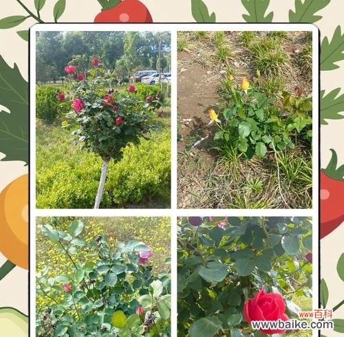 大连四季花语有哪些？大连季节花语大全是什么？