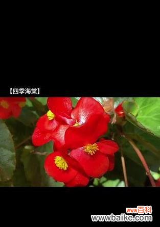 大连四季花语有哪些？大连季节花语大全是什么？