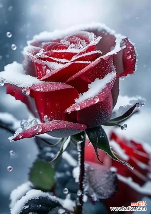 哪种花最能代表爱情的美丽?爱情花的最佳选择是什么?