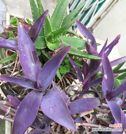 探寻紫竹梅花语的文化内涵和艺术魅力 紫竹梅花语的美丽与意义