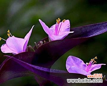 探寻紫竹梅花语的文化内涵和艺术魅力 紫竹梅花语的美丽与意义