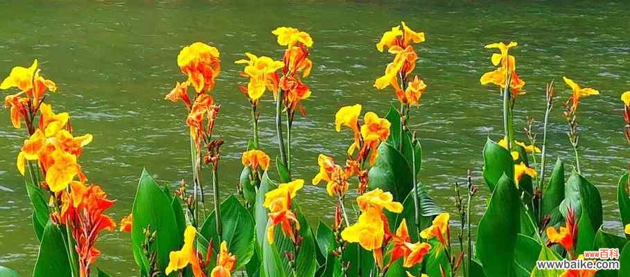 探寻美人铁花语的深刻内涵 以巴西美人铁的花语与寓意