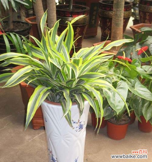 探寻美人铁花语的深刻内涵 以巴西美人铁的花语与寓意