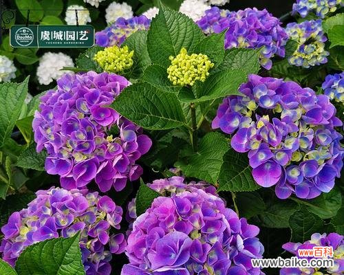 揭示八仙花的神秘与美丽 八仙花之花语与花意