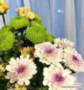 探索白菊的美丽寓意，了解花语中的情感表达 白菊的花语与意义