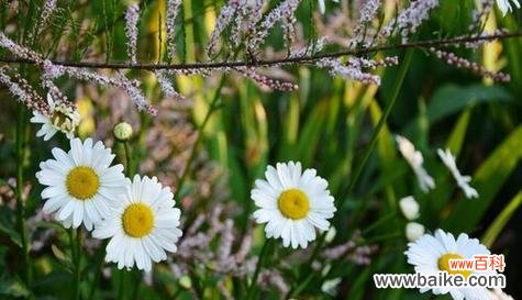 探索白菊的美丽寓意，了解花语中的情感表达 白菊的花语与意义