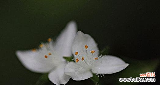 揭秘白花紫露草的深刻内涵 白花紫露草的花语及寓意