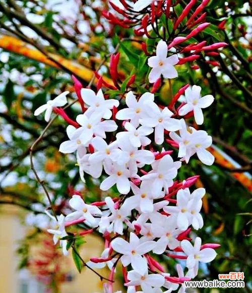 纯洁与无畏的象征—白蔷薇 白蔷薇的花语及其象征意义