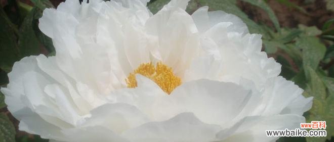 探寻白牡丹的内涵与象征 白牡丹花语的深意