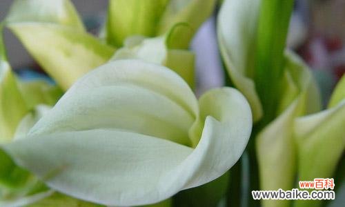 探寻白色马蹄莲的花语，领略自然之美 白色马蹄莲的花语——纯洁与高贵