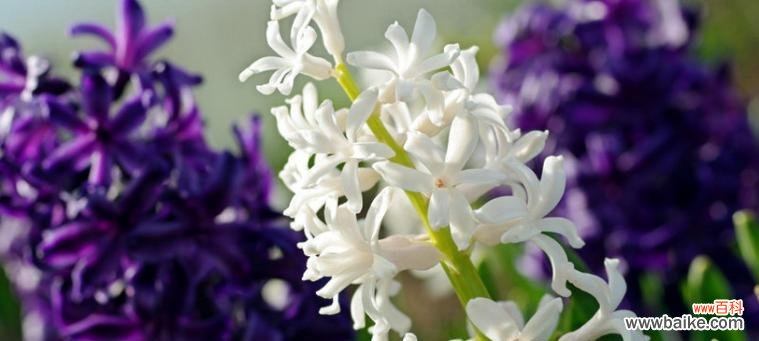 揭示白色风信子的象征意义及其美丽之处 白色风信子的花语与寓意