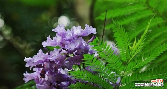 探寻蓝花楹的花语与意义 蓝花楹的花语之美——展示自由与温柔的象征