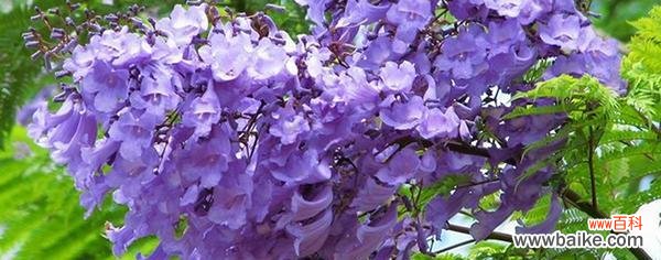 蓝花楹花语是什么 蓝花楹花语