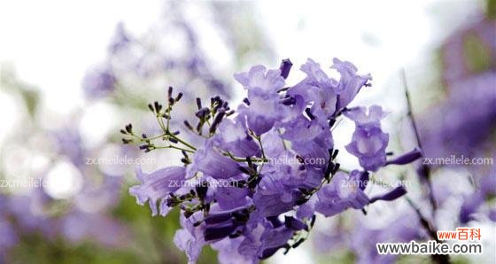 蓝花楹花语是什么 蓝花楹花语