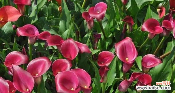 传达爱意的蓝桉花 以蓝桉的花语——温柔与希望