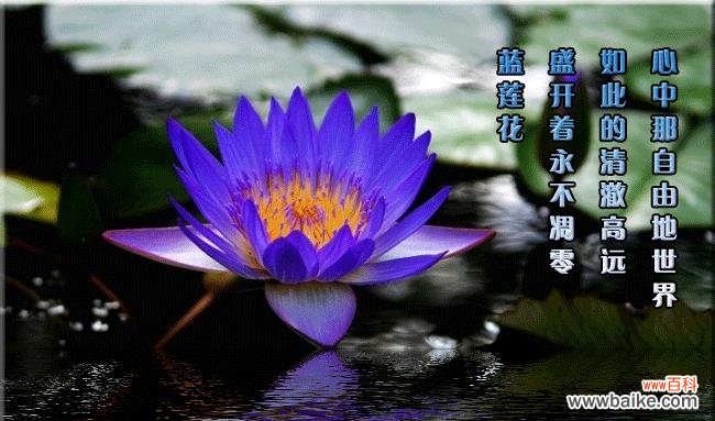 解读蓝莲花的象征意义 以蓝莲花代表什么