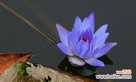 以蓝莲花探究生命与希望的意义 蓝莲花