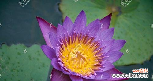 探寻蓝莲花的神秘内涵 蓝莲花花语的深意