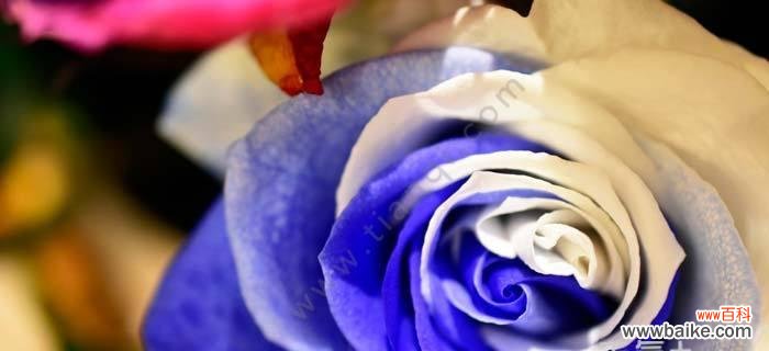 唯美蓝色花朵的神秘魅力 以蓝玫瑰为主题的象征与寓意