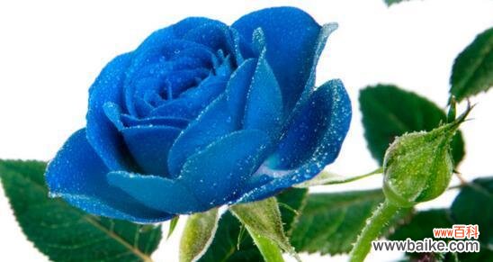 唯美蓝色花朵的神秘魅力 以蓝玫瑰为主题的象征与寓意