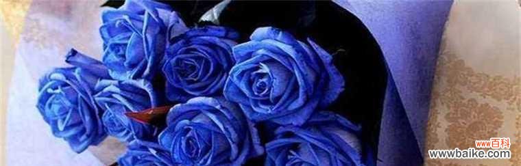 蓝玫瑰 蓝玫瑰的意义与传说