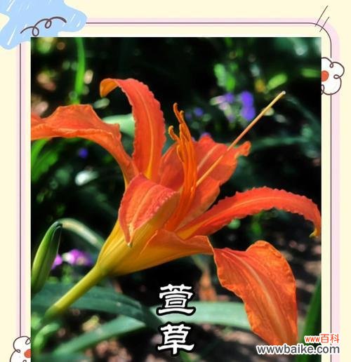 萱草花的文化意义有哪些?萱草花代表什么文化?