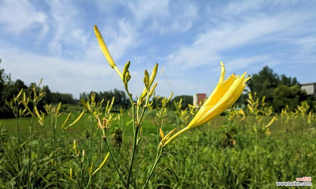萱草花的文化意义有哪些?萱草花代表什么文化?