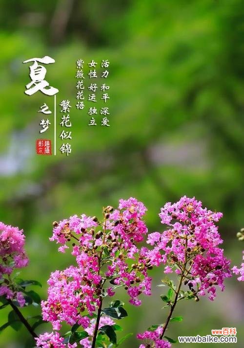 哪种花象征加油好运？它的花语是什么？