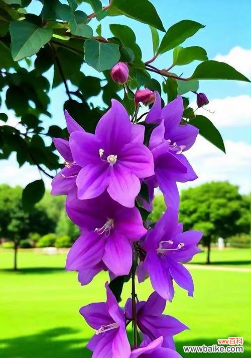 哪种花象征加油好运？它的花语是什么？