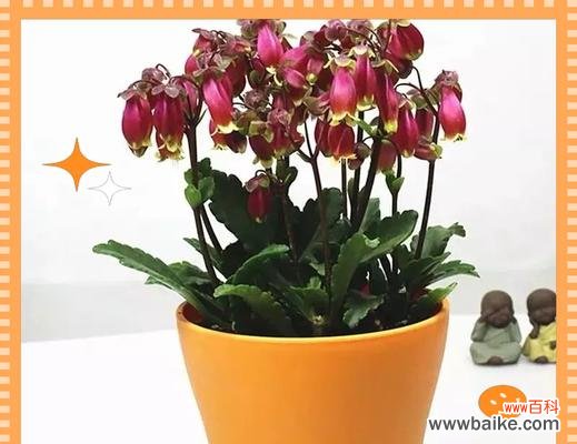 哪些花送给长辈最有寓意?