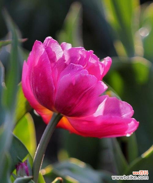 真爱象征花有哪些?