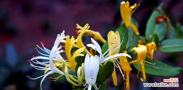 真爱象征花有哪些?