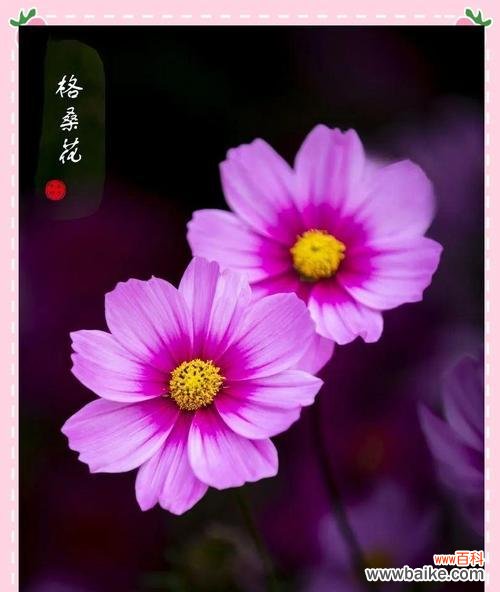 哪些花代表浪漫爱情？浪漫爱情含义的花有哪些？