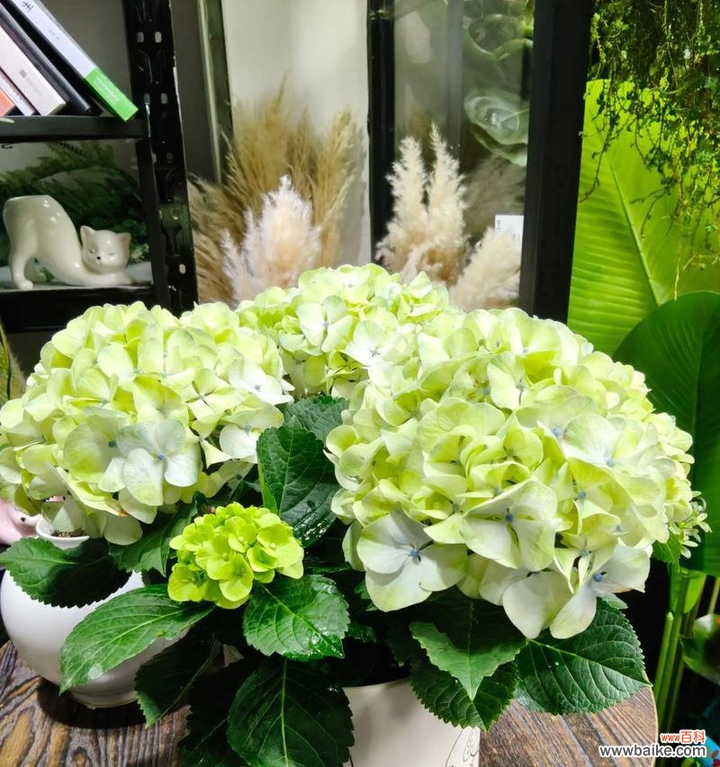 哪种花象征纯真的爱情？这种花卉的花语是什么？