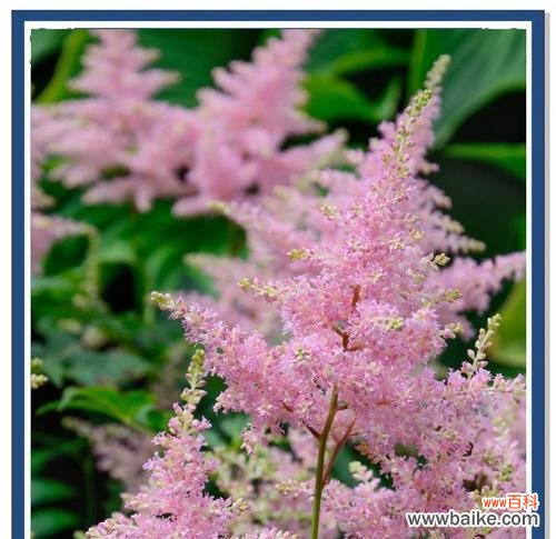 哪种花象征纯真的爱情？这种花卉的花语是什么？